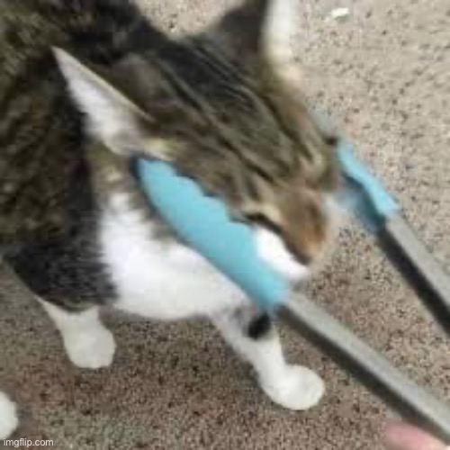 Get tonged you fucking worthless fluffy piece of shit | made w/ Imgflip meme maker