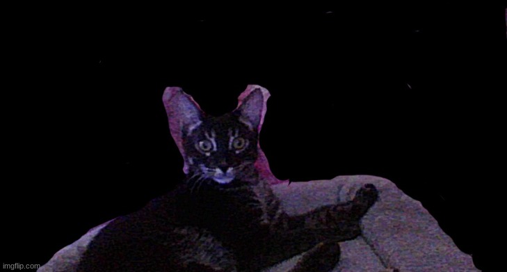 guess his name | image tagged in jpspinosaurus's cat | made w/ Imgflip meme maker