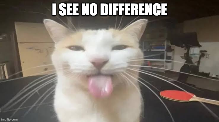 Milly the silly cat Bleh Cat | I SEE NO DIFFERENCE | image tagged in milly the silly cat bleh cat | made w/ Imgflip meme maker