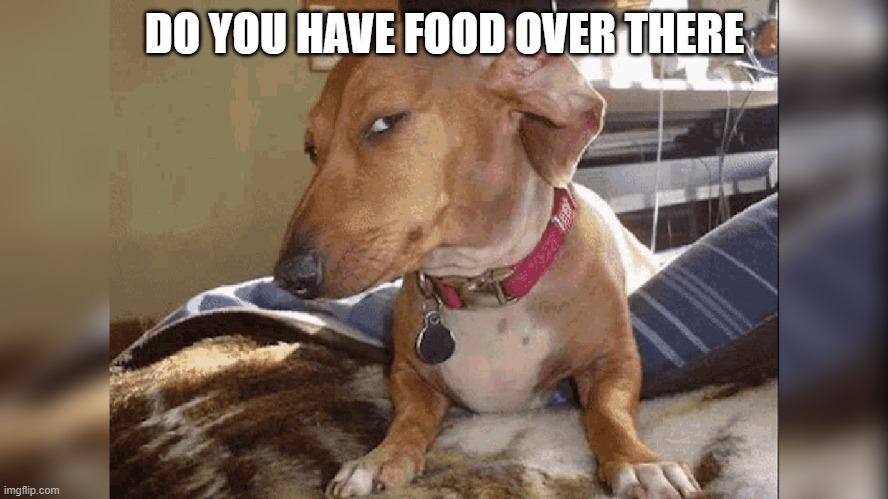 Do you have food over there | DO YOU HAVE FOOD OVER THERE | image tagged in dog,food,funny,side eye | made w/ Imgflip meme maker