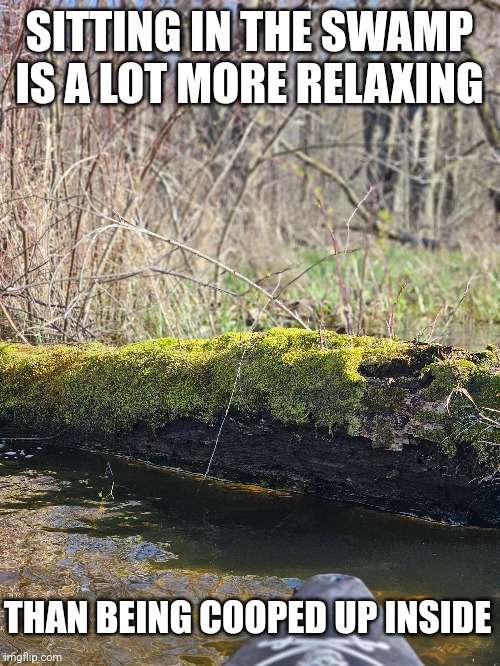 I LOVE THE SWAMP SOUNDS | SITTING IN THE SWAMP IS A LOT MORE RELAXING; THAN BEING COOPED UP INSIDE | image tagged in swamp,kayak,forest,woods,nature | made w/ Imgflip meme maker