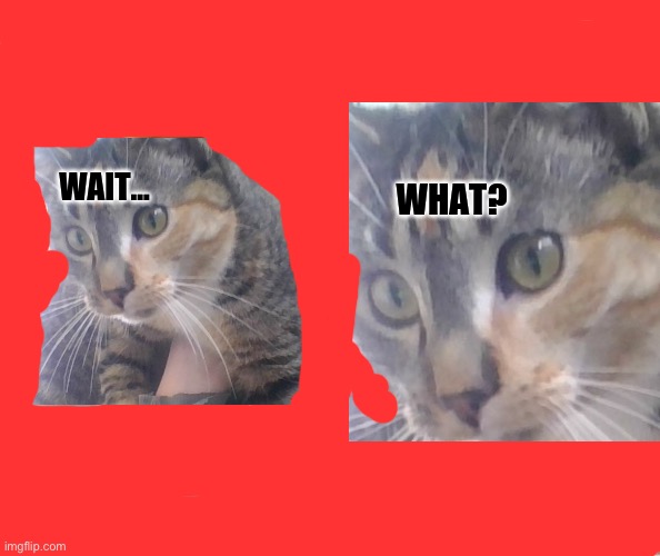 Wait...What? cat | image tagged in wait what cat | made w/ Imgflip meme maker