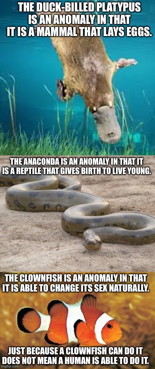Image tagged in anaconda,grumpy clownfish - Imgflip