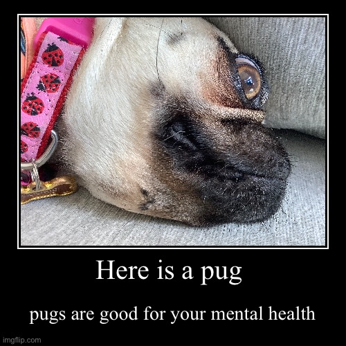 Here is a pug | pugs are good for your mental health | image tagged in funny,demotivationals | made w/ Imgflip demotivational maker