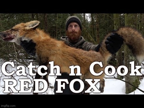 Stop eating foxes | image tagged in foxes | made w/ Imgflip meme maker