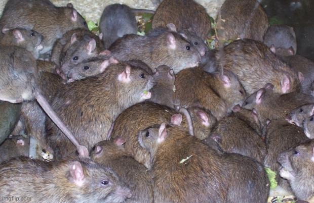 Rats | image tagged in rats | made w/ Imgflip meme maker
