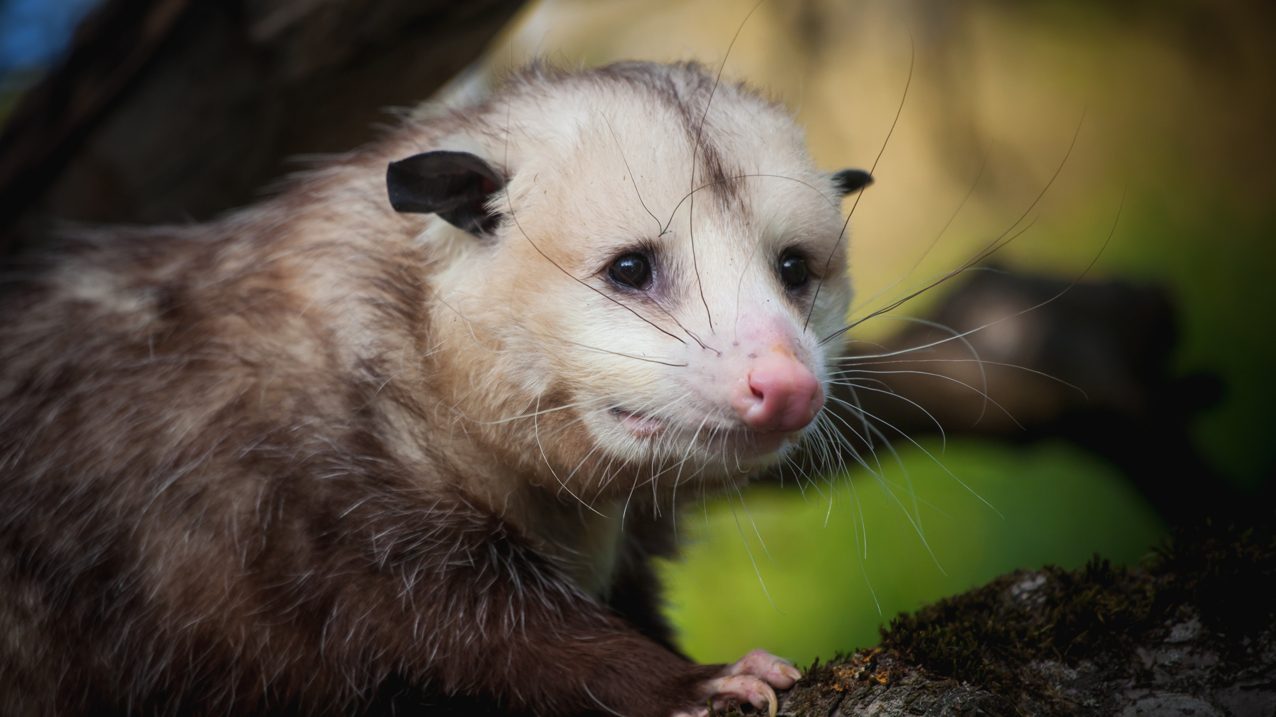 High Quality Sad Opossum Blank Meme Template