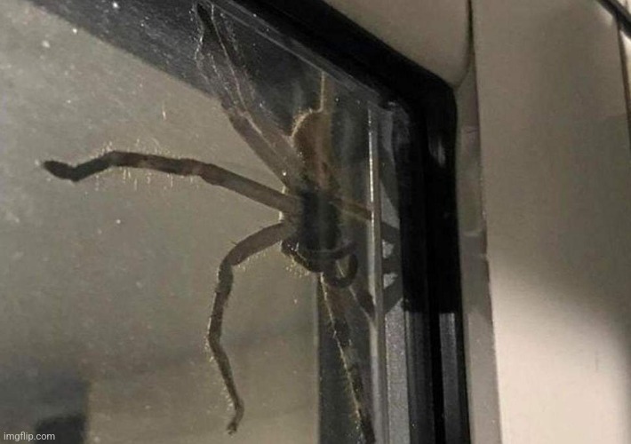 Huntsman Spider | image tagged in huntsman spider | made w/ Imgflip meme maker