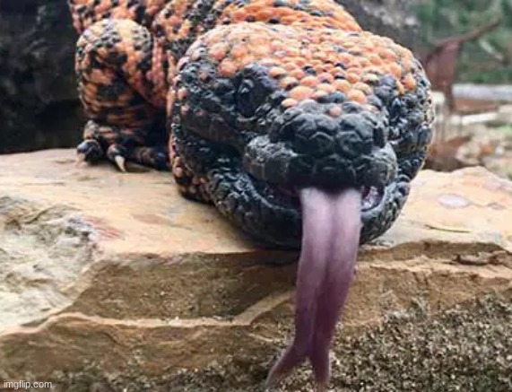 gila monster lick | image tagged in gila monster lick | made w/ Imgflip meme maker