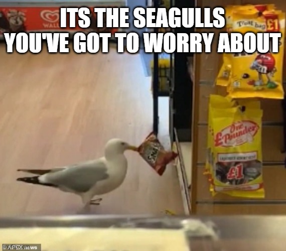ITS THE SEAGULLS YOU'VE GOT TO WORRY ABOUT | made w/ Imgflip meme maker