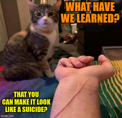 cats | WHAT HAVE WE LEARNED? THAT YOU CAN MAKE IT LOOK LIKE A SUICIDE? | image tagged in cats | made w/ Imgflip meme maker