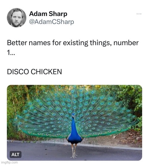 Disco Chicken | image tagged in chicken,peacock | made w/ Imgflip meme maker