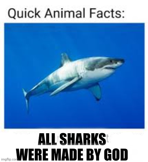 ALL SHARKS WERE MADE BY GOD | made w/ Imgflip meme maker