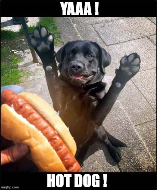 When You've Been A Good Boy ! | YAAA ! HOT DOG ! | image tagged in dogs,hot dod,reward | made w/ Imgflip meme maker