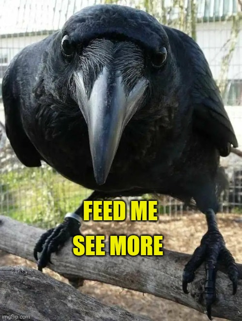 Feed Me | FEED ME; SEE MORE | image tagged in feed me,crows,prophecy,magic,birds of a feather,friendship | made w/ Imgflip meme maker