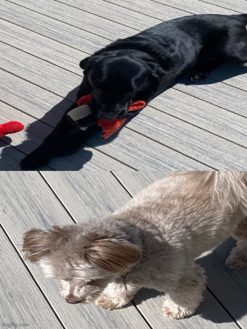 doggies (it is so hot out rn, like it feels like it’s july) | made w/ Imgflip meme maker