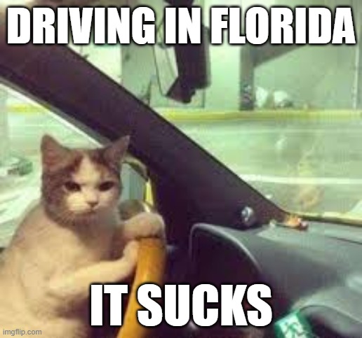 Driving in florida sucks | DRIVING IN FLORIDA; IT SUCKS | image tagged in driving,funny cat memes,florida | made w/ Imgflip meme maker