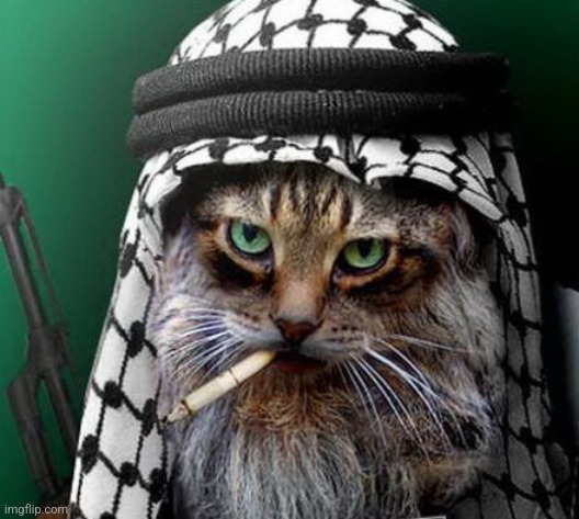 Sarcastic Terrorist Cat | image tagged in sarcastic terrorist cat | made w/ Imgflip meme maker