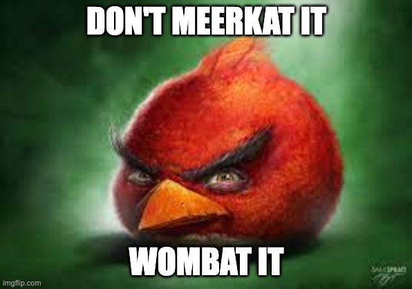 Realistic Red Angry Birds | DON'T MEERKAT IT; WOMBAT IT | image tagged in realistic red angry birds | made w/ Imgflip meme maker
