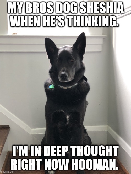 Sheshia meme | MY BROS DOG SHESHIA WHEN HE'S THINKING. I'M IN DEEP THOUGHT RIGHT NOW HOOMAN. | image tagged in sheshia | made w/ Imgflip meme maker