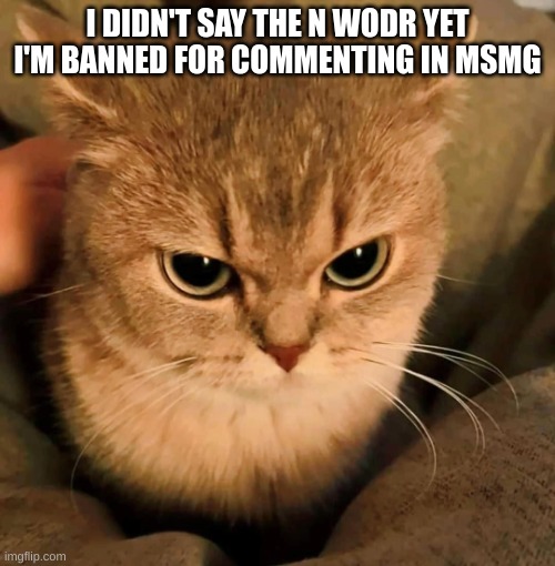 piss'd | I DIDN'T SAY THE N WODR YET I'M BANNED FOR COMMENTING IN MSMG | image tagged in angry cat | made w/ Imgflip meme maker