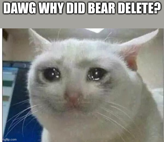 why-?? | DAWG WHY DID BEAR DELETE? | image tagged in crying cat,i miss you bear | made w/ Imgflip meme maker