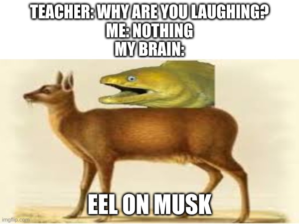 Eel on musk | TEACHER: WHY ARE YOU LAUGHING?
ME: NOTHING
MY BRAIN:; EEL ON MUSK | made w/ Imgflip meme maker