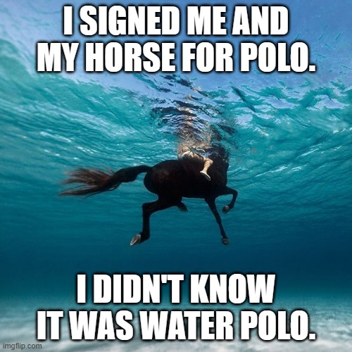 memes by Brad I signed up my horse and me for polo humor | I SIGNED ME AND MY HORSE FOR POLO. I DIDN'T KNOW IT WAS WATER POLO. | image tagged in sports,funny,horse,funny meme,humor | made w/ Imgflip meme maker