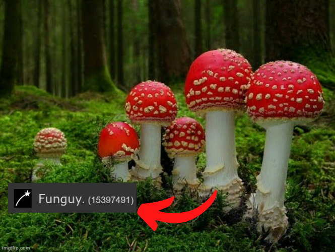 Mushrooms | image tagged in mushrooms | made w/ Imgflip meme maker