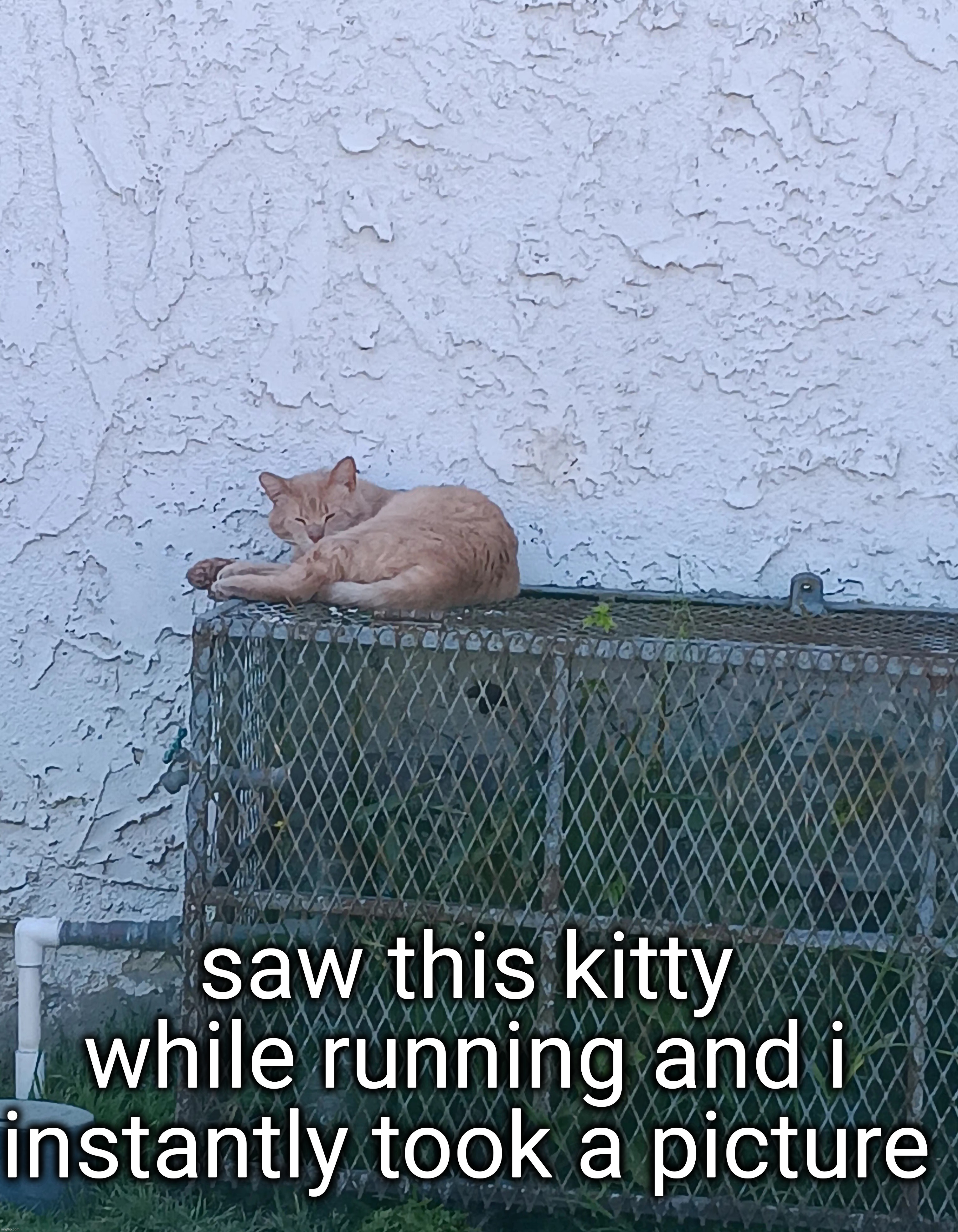 saw this kitty while running and i instantly took a picture | made w/ Imgflip meme maker