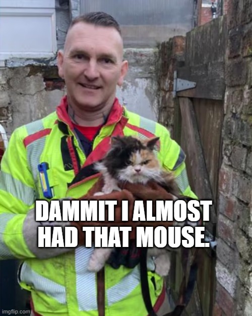 Almost had the mouse | DAMMIT I ALMOST HAD THAT MOUSE. | image tagged in grumpy cat,cat | made w/ Imgflip meme maker