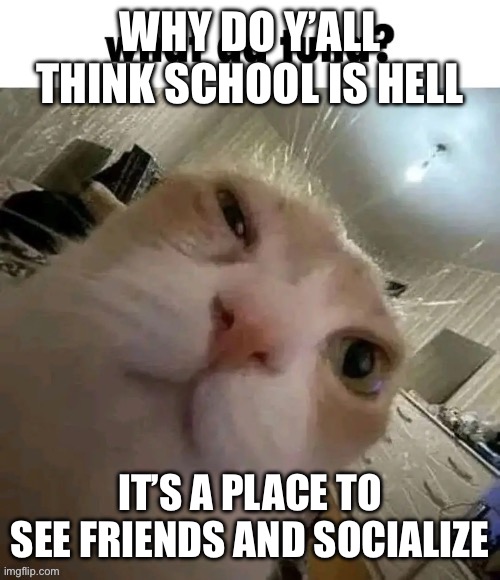 Other than the learning it’s great | WHY DO Y’ALL THINK SCHOOL IS HELL; IT’S A PLACE TO SEE FRIENDS AND SOCIALIZE | image tagged in what da tuna | made w/ Imgflip meme maker