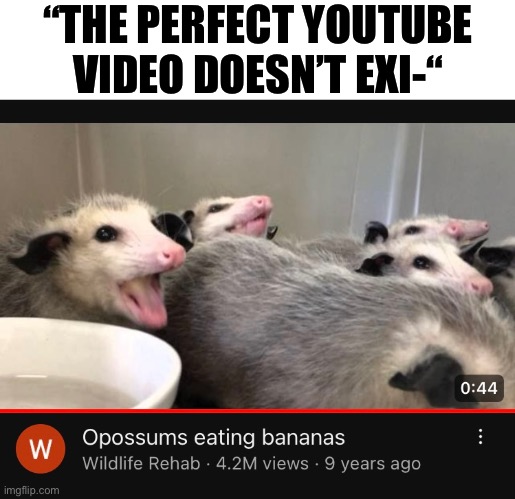 “THE PERFECT YOUTUBE VIDEO DOESN’T EXI-“ | image tagged in memes,opossum,animal meme,funny animal meme,shitpost,youtube | made w/ Imgflip meme maker