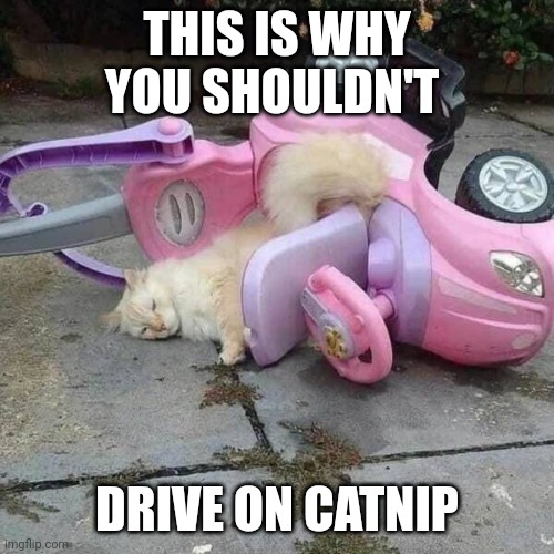 Catnip Crash | THIS IS WHY YOU SHOULDN'T; DRIVE ON CATNIP | image tagged in funny cats | made w/ Imgflip meme maker