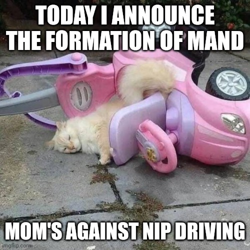 Nip and Drive | TODAY I ANNOUNCE THE FORMATION OF MAND; MOM'S AGAINST NIP DRIVING | image tagged in funny cats | made w/ Imgflip meme maker