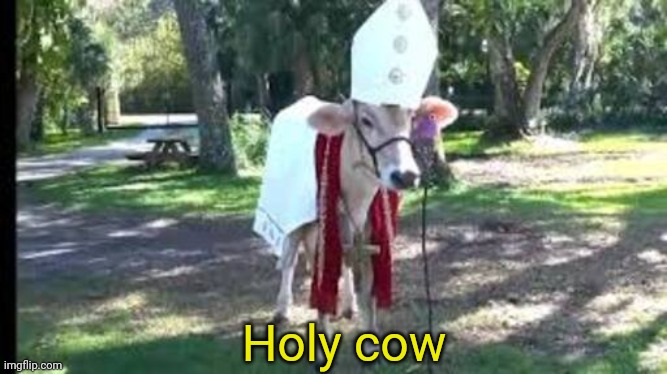 Holy cow | Holy cow | image tagged in holy cow | made w/ Imgflip meme maker