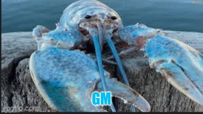 blue lobter | GM | image tagged in blue lobter | made w/ Imgflip meme maker