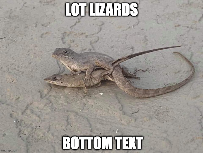 Lot Lizards | LOT LIZARDS; BOTTOM TEXT | image tagged in lot lizards | made w/ Imgflip meme maker