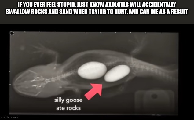 silly little guy :) | IF YOU EVER FEEL STUPID, JUST KNOW AXOLOTLS WILL ACCIDENTALLY SWALLOW ROCKS AND SAND WHEN TRYING TO HUNT, AND CAN DIE AS A RESULT | image tagged in axolotl | made w/ Imgflip meme maker