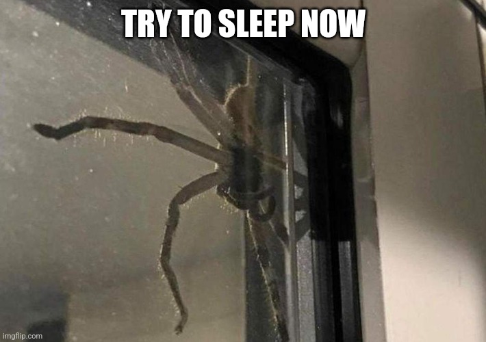 Huntsman Spider | TRY TO SLEEP NOW | image tagged in huntsman spider | made w/ Imgflip meme maker