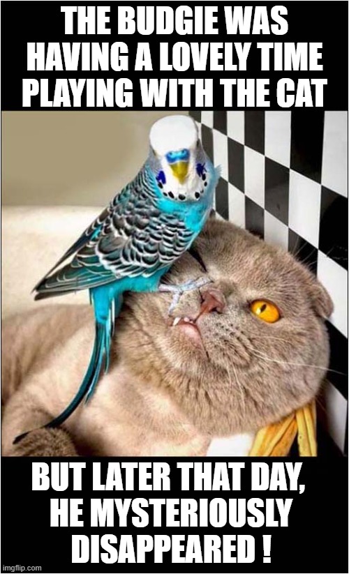 The Cats Patience Was Wearing Thin ... | THE BUDGIE WAS HAVING A LOVELY TIME PLAYING WITH THE CAT; BUT LATER THAT DAY, 
HE MYSTERIOUSLY DISAPPEARED ! | image tagged in cats,budgie,mystery,disappearing | made w/ Imgflip meme maker