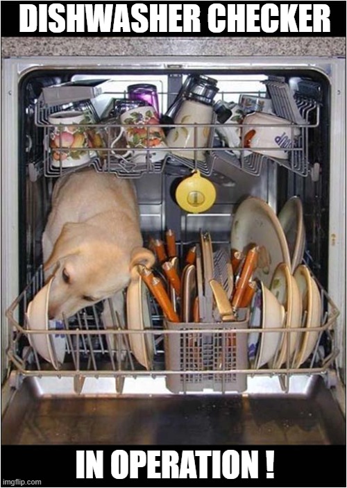 No Need To Worry ! | DISHWASHER CHECKER; IN OPERATION ! | image tagged in dogs,dishwasher | made w/ Imgflip meme maker