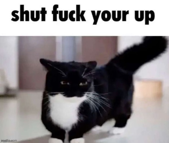 Catto | image tagged in shut your up | made w/ Imgflip meme maker