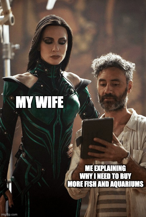 Explaining to Wife why I need more fishes | MY WIFE; ME EXPLAINING WHY I NEED TO BUY MORE FISH AND AQUARIUMS | image tagged in taika waititi cate blanchett | made w/ Imgflip meme maker