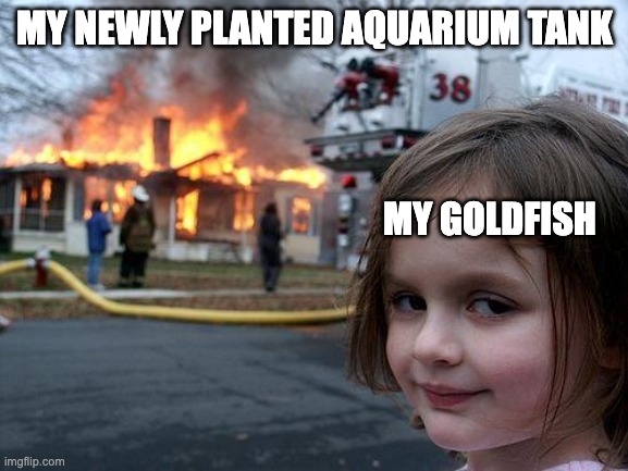 Just goldfish memes | MY NEWLY PLANTED AQUARIUM TANK; MY GOLDFISH | image tagged in memes,disaster girl | made w/ Imgflip meme maker