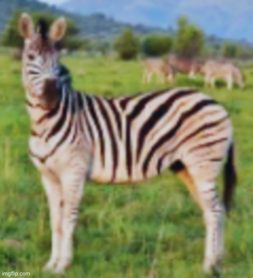 Zebra | image tagged in zebra | made w/ Imgflip meme maker