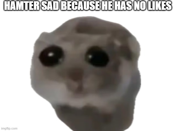Sad Hamter Needs Likes | HAMTER SAD BECAUSE HE HAS NO LIKES | image tagged in sad,hamter,hamster | made w/ Imgflip meme maker