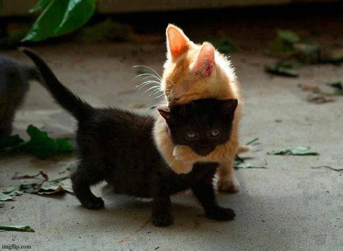 image tagged in kitten hug | made w/ Imgflip meme maker