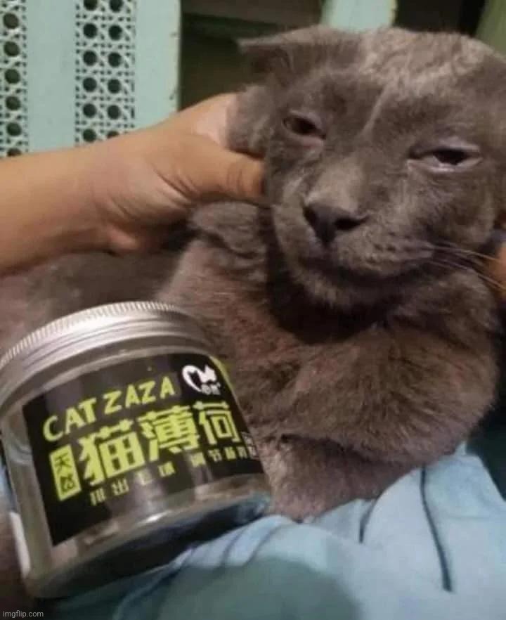 me high off my ass on da cat zaza | made w/ Imgflip meme maker