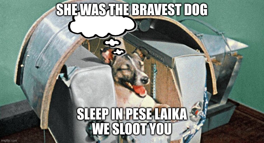 Laika | SHE WAS THE BRAVEST DOG; SLEEP IN PESE LAIKA
WE SLOOT YOU | image tagged in laika | made w/ Imgflip meme maker